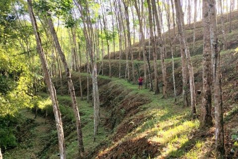 Terrain à Phang Nga, Thaïlande 43200 m2 № 169003 - photo 3