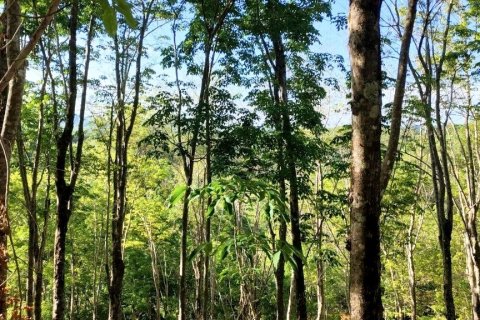 Terrain à Phang Nga, Thaïlande 43200 m2 № 169003 - photo 15
