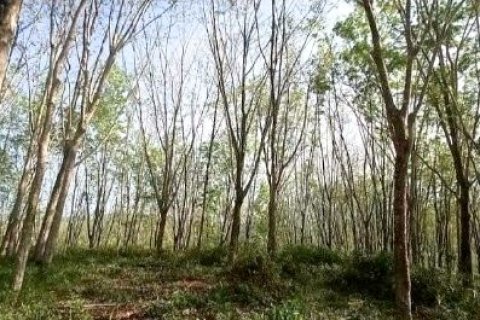 Terrain à Phang Nga, Thaïlande 43200 m2 № 169003 - photo 17