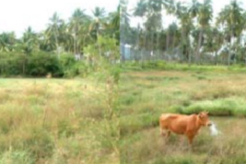 Land in Ko Lanta Yai, Thailand 36800 sq.m. № 169276 - photo 2