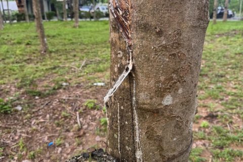 Terrain à Phuket, Thaïlande 11200 m2 № 163643 - photo 12