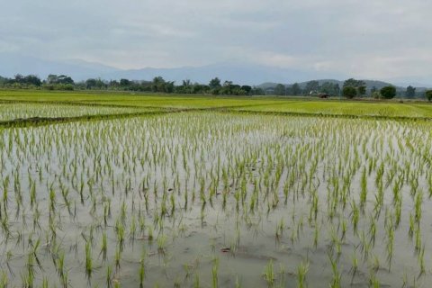 Земельный участок в Мае Танге, Таиланд  № 152380 - фото 6