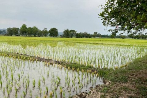 Земельный участок в Мае Танге, Таиланд  № 152380 - фото 7