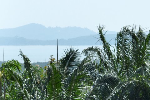 Terrain à Pa Klok, Thaïlande 1600 m2 № 163338 - photo 3