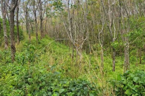 Земельный участок в Пхангнге, Таиланд 378748м2  № 151838 - фото 13