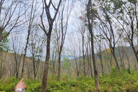 Земельный участок в Пхангнге, Таиланд 378748м2  № 151838 - фото 20