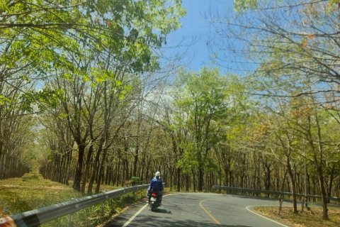 Land in Mai Khao, Thailand 11200 sq.m. № 164118 - photo 4