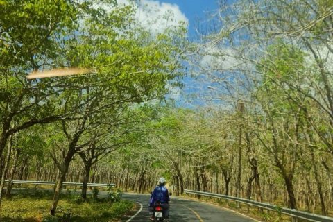 Land in Mai Khao, Thailand 11200 sq.m. № 164118 - photo 3