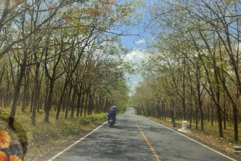 Land in Mai Khao, Thailand 11200 sq.m. № 164118 - photo 2