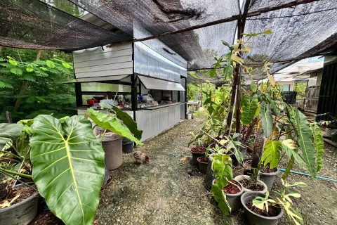 Terrain à San Kamphaeng, Thaïlande 1980 m2 № 163579 - photo 8