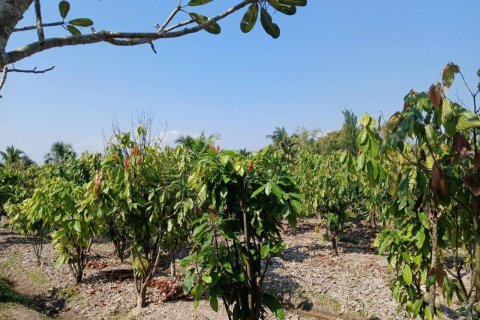 Villa à Mae Taeng, Thaïlande 3 chambres № 141007 - photo 30