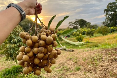 Hôtel à Phuket, Thaïlande № 161955 - photo 27