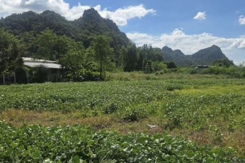 Terrain à Kaeng Khoi, Thaïlande 11200 m2 № 147669 - photo 5