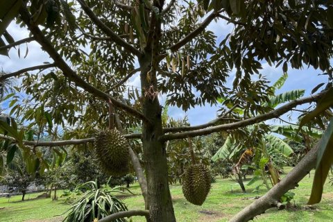 Land in Ko Samui, Thailand 1600 sq.m. № 173757 - photo 6