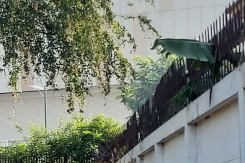 Land in Ayutthaya, Thailand 1600 sq.m. № 167419 - photo 4