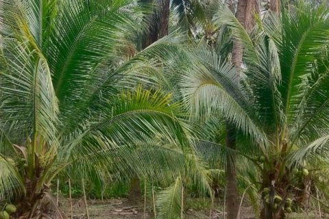 Terrain à Damnoen Saduak, Thaïlande 22400 m2 № 171790 - photo 1