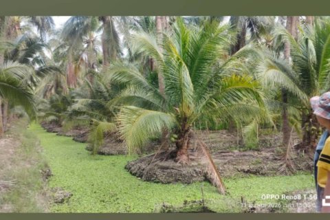 Terrain à Damnoen Saduak, Thaïlande 22400 m2 № 171790 - photo 2