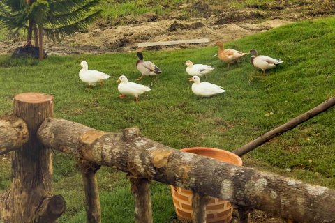 Villa à Chiang Mai, Thaïlande 3 chambres № 122801 - photo 10