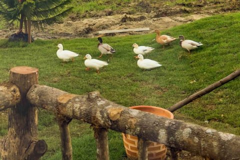 Вилла в Чиангмае, Таиланд с 3 спальнями  № 122801 - фото 10