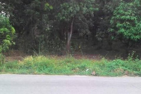 Land in San Sai, Thailand 3860 sq.m. № 153115 - photo 3