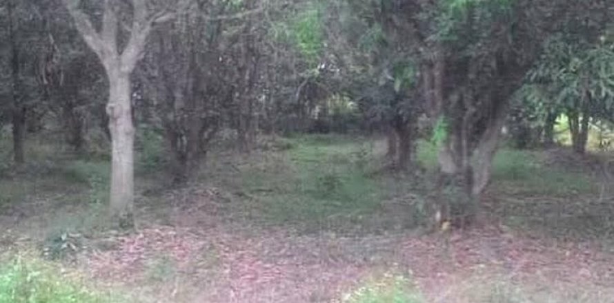 Land in San Sai, Thailand 3860 sq.m. № 153115