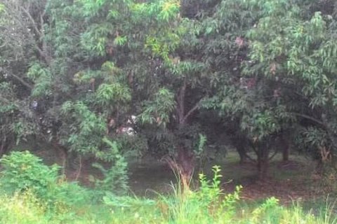 Land in San Sai, Thailand 3860 sq.m. № 153115 - photo 2