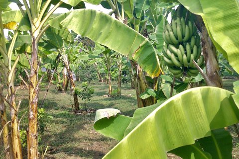 House in Kanchanaburi, Thailand 2 bedrooms № 159214 - photo 14