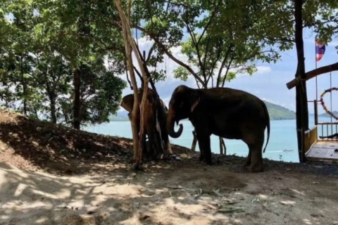 Земельный участок в Пхукете, Таиланд 126180м2  № 154028 - фото 7