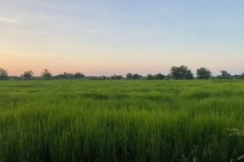 Land in Nakhon Ratchasima, Thailand 25600 sq.m. № 156675 - photo 5