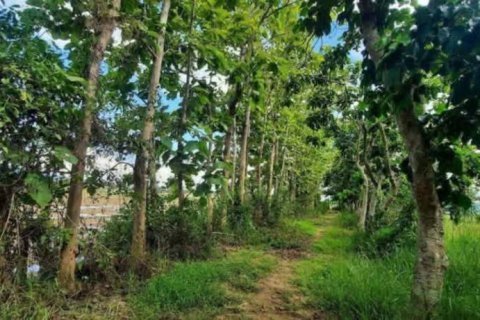 Land in Chiang Rai, Thailand № 162300 - photo 4