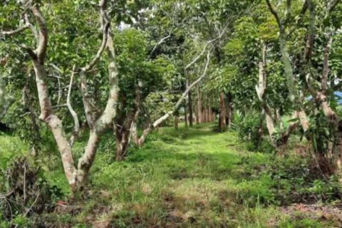 Land in Chiang Rai, Thailand № 162300 - photo 7