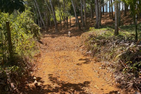 Земельный участок в Паклоке, Таиланд 2812м2  № 171722 - фото 11