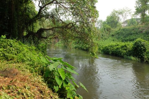 Terrain à Chiang Mai, Thaïlande № 162477