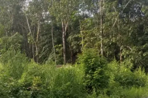 Land in Ko Chang, Thailand 36800 sq.m. № 156162 - photo 2