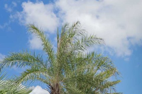 Дом в Банг Тао, Таиланд с 4 спальнями  № 153829 - фото 18