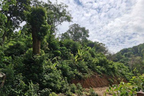 Land in Phuket, Thailand 966 sq.m. № 164226 - photo 6