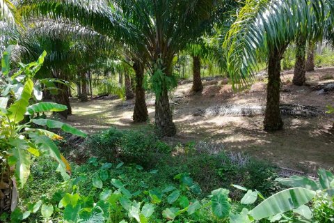 Land in Phuket, Thailand 83200 sq.m. № 164337 - photo 18