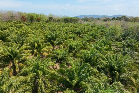 Land in Phuket, Thailand 83200 sq.m. № 164337 - photo 24