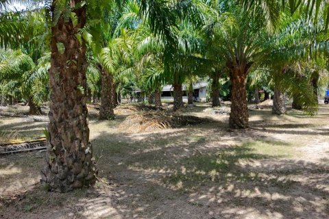 Land in Phuket, Thailand 83200 sq.m. № 164337 - photo 4