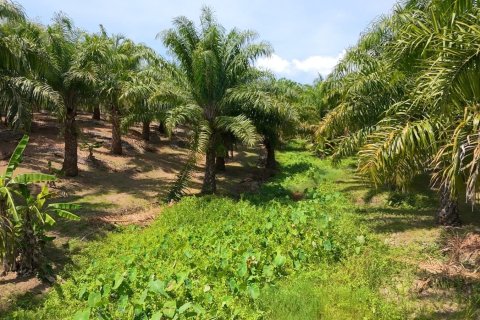 Land in Phuket, Thailand 83200 sq.m. № 164337 - photo 22
