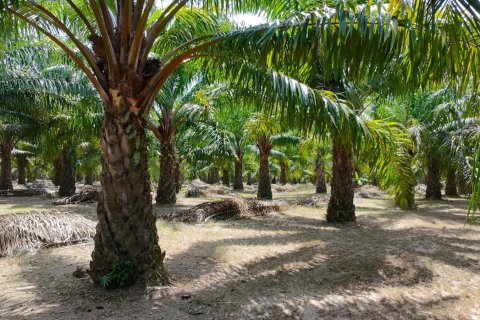 Land in Phuket, Thailand 83200 sq.m. № 164337 - photo 6