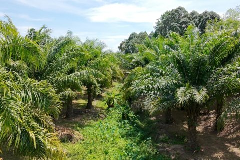 Land in Phuket, Thailand 83200 sq.m. № 164337 - photo 21