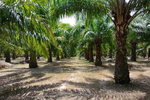 Land in Phuket, Thailand 83200 sq.m. № 164337 - photo 7