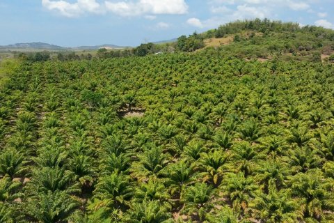 Land in Phuket, Thailand 83200 sq.m. № 164337 - photo 23