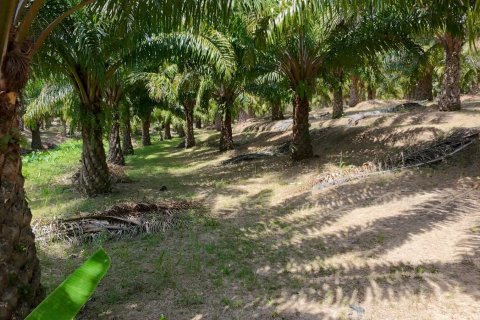 Land in Phuket, Thailand 83200 sq.m. № 164337 - photo 19