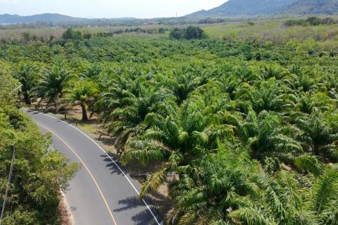 Land in Phuket, Thailand 83200 sq.m. № 164337 - photo 20