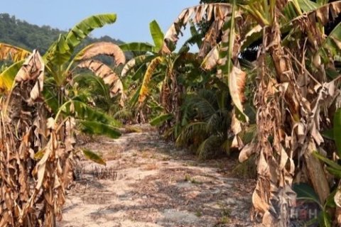 Land in Ko Samui, Thailand 2047.2 sq.m. № 180183 - photo 4