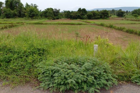 Land in Nong Bua Lamphu, Thailand 12800 sq.m. № 167387 - photo 5