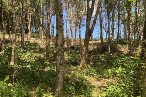 Земельный участок в Паклоке, Таиланд 2812м2 № 140925 - фото 3