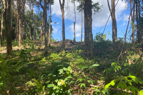 Земельный участок в Паклоке, Таиланд 2812м2 № 140925 - фото 4